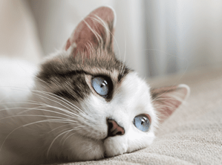 Chaton abandonné